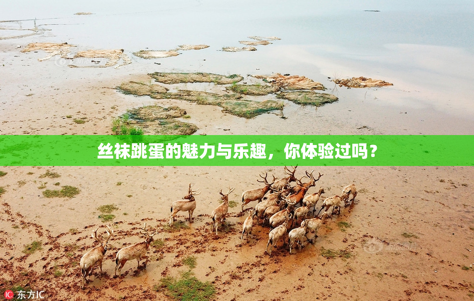 丝袜跳蛋的魅力与乐趣，你体验过吗？