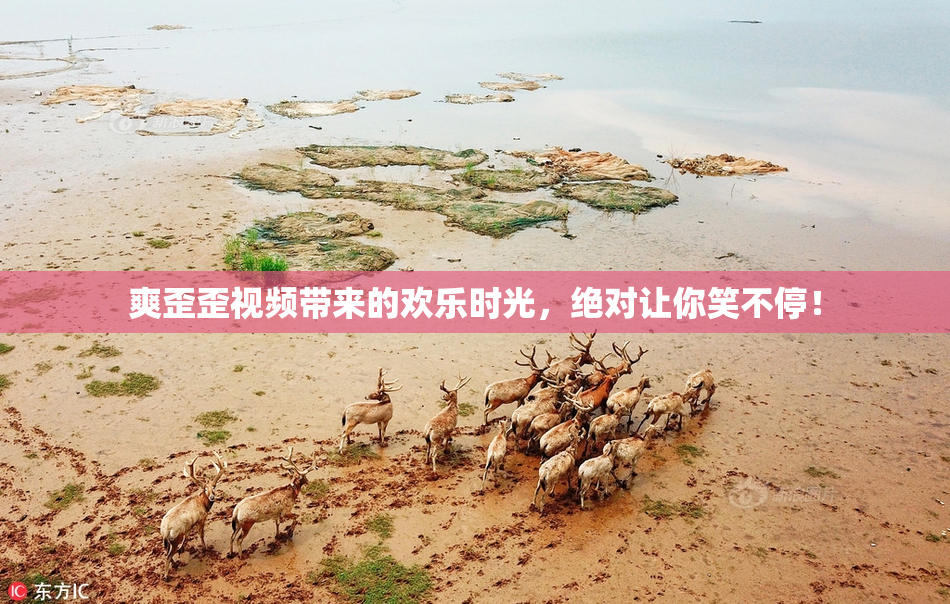 爽歪歪视频带来的欢乐时光，绝对让你笑不停！