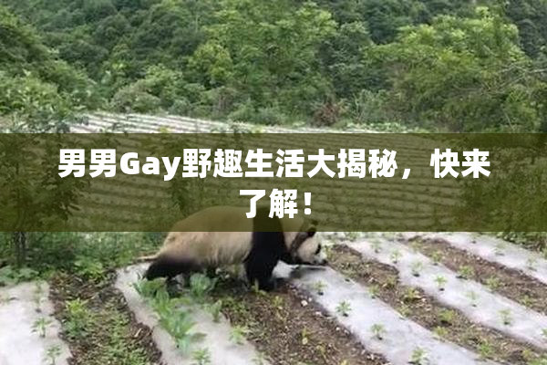 男男Gay野趣生活大揭秘，快来了解！