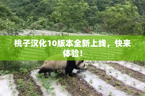 桃子汉化10版本全新上线，快来体验！