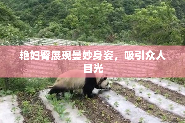 艳妇臀展现曼妙身姿，吸引众人目光