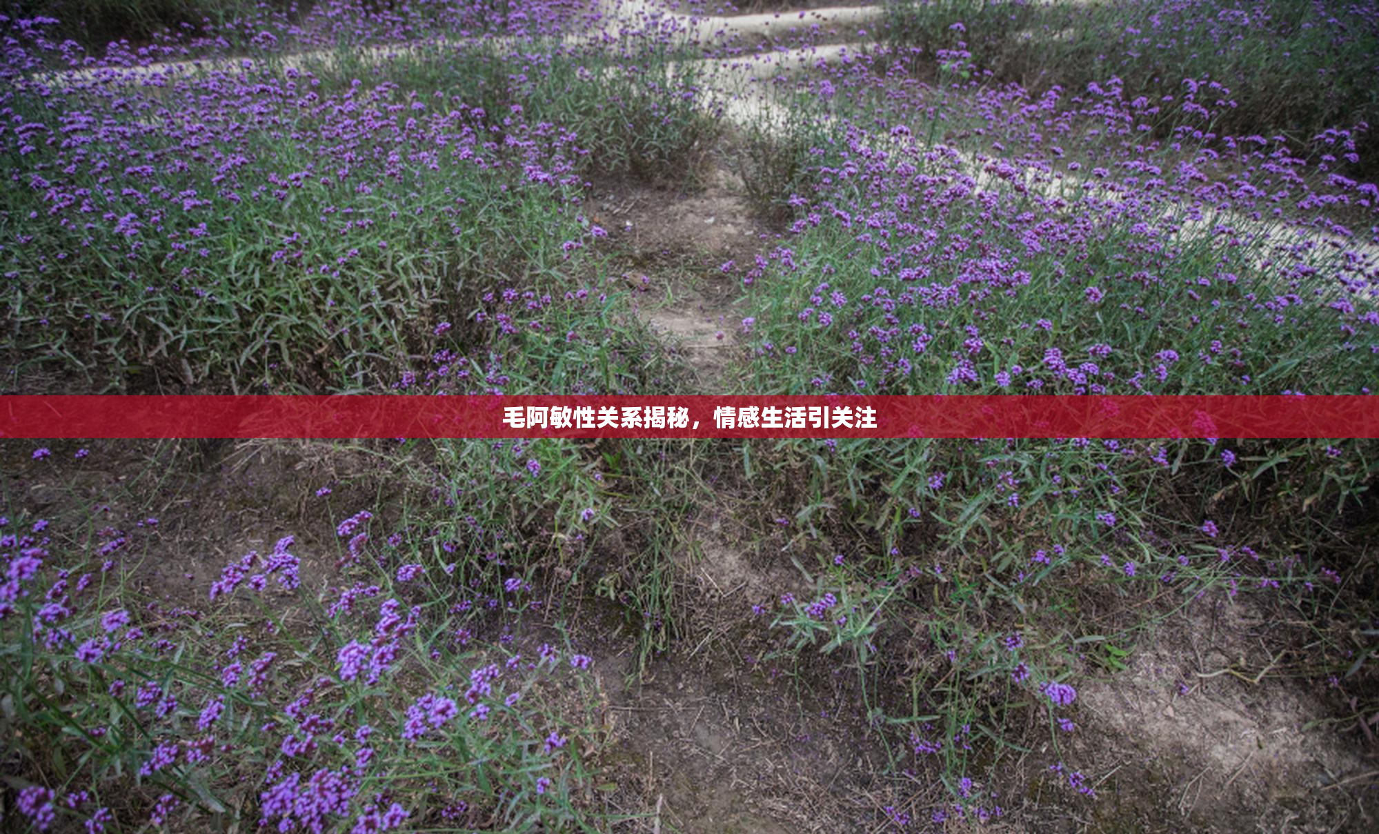 毛阿敏性关系揭秘，情感生活引关注