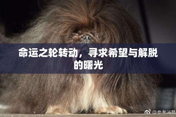 命运之轮转动，寻求希望与解脱的曙光