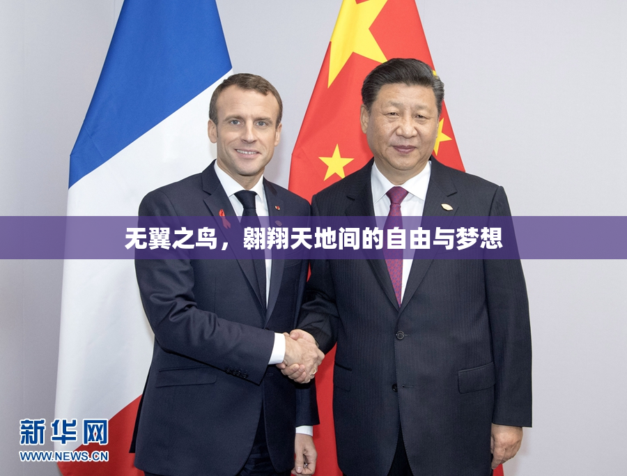 无翼之鸟，翱翔天地间的自由与梦想