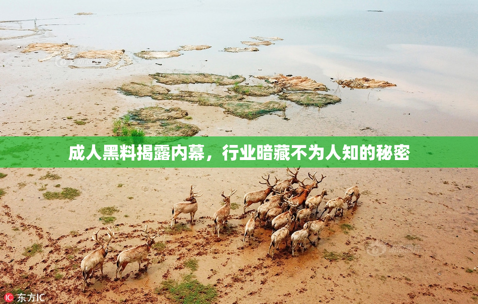 成人黑料揭露内幕，行业暗藏不为人知的秘密