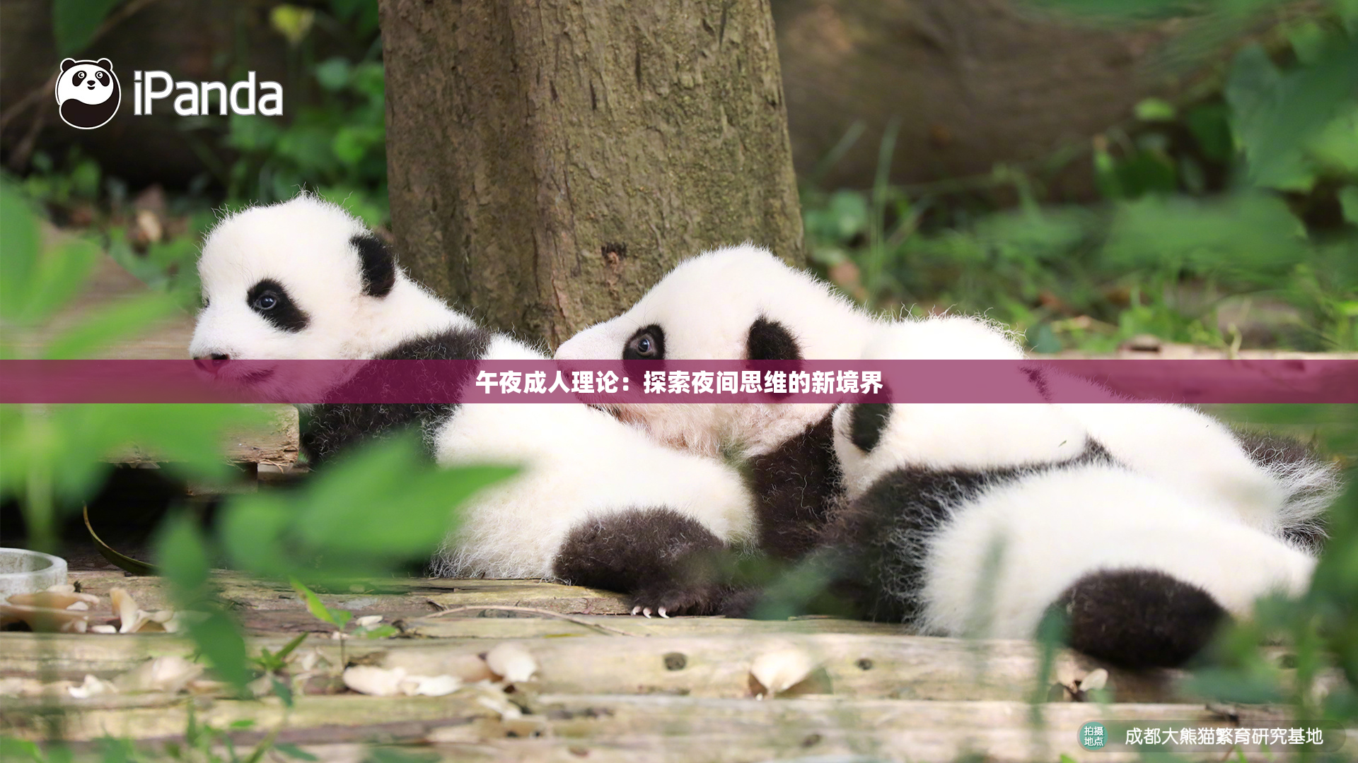 午夜成人理论：探索夜间思维的新境界