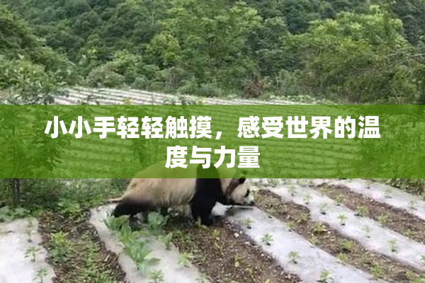 小小手轻轻触摸，感受世界的温度与力量