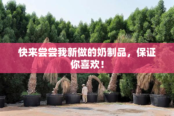 快来尝尝我新做的奶制品，保证你喜欢！
