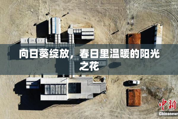 向日葵绽放，春日里温暖的阳光之花