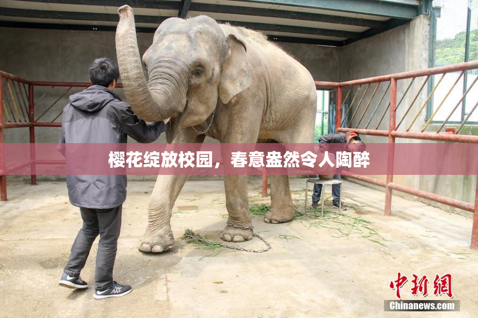 樱花绽放校园，春意盎然令人陶醉