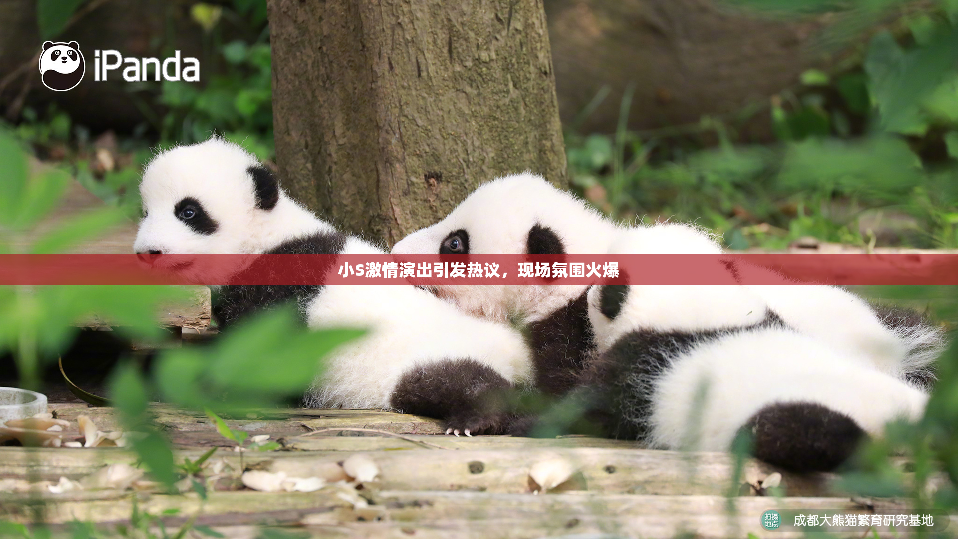 小S激情演出引发热议，现场氛围火爆