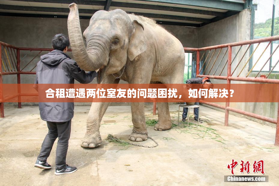 合租遭遇两位室友的问题困扰，如何解决？