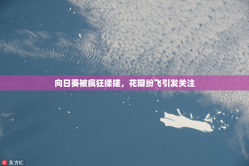 向日葵被疯狂揉搓，花瓣纷飞引发关注
