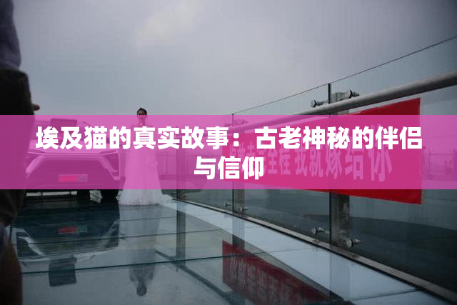 埃及猫的真实故事：古老神秘的伴侣与信仰