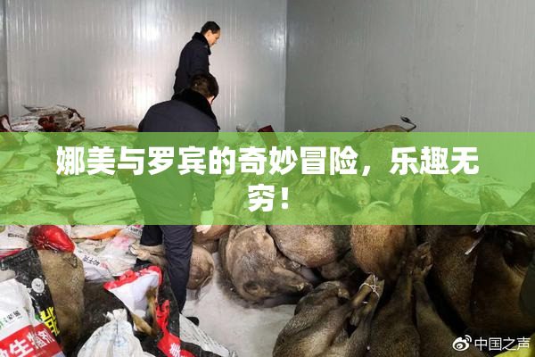 娜美与罗宾的奇妙冒险，乐趣无穷！