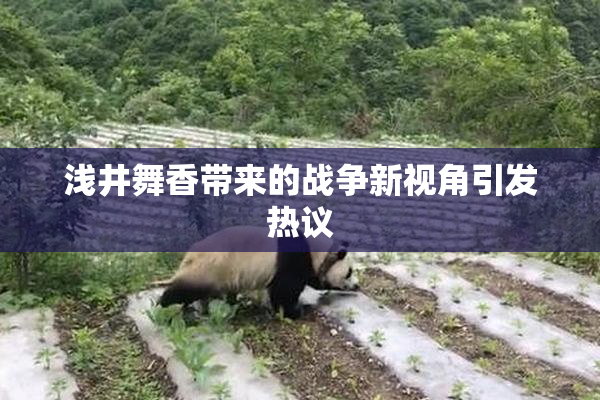 浅井舞香带来的战争新视角引发热议