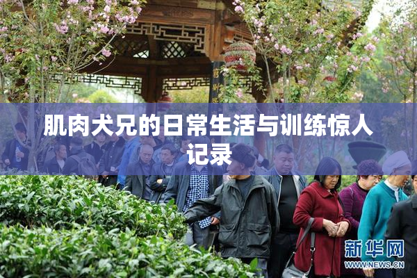 肌肉犬兄的日常生活与训练惊人记录