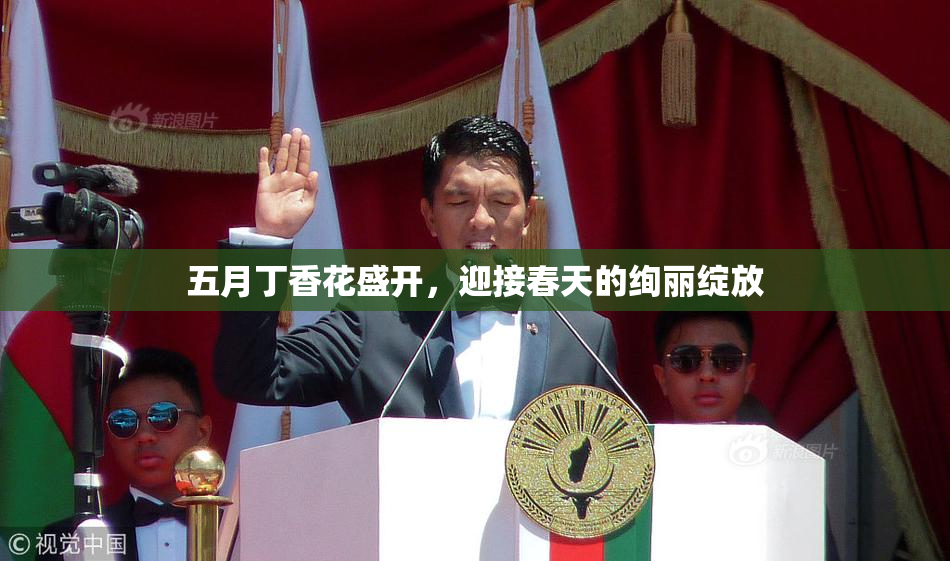 五月丁香花盛开，迎接春天的绚丽绽放