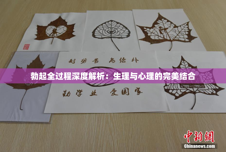 勃起全过程深度解析：生理与心理的完美结合