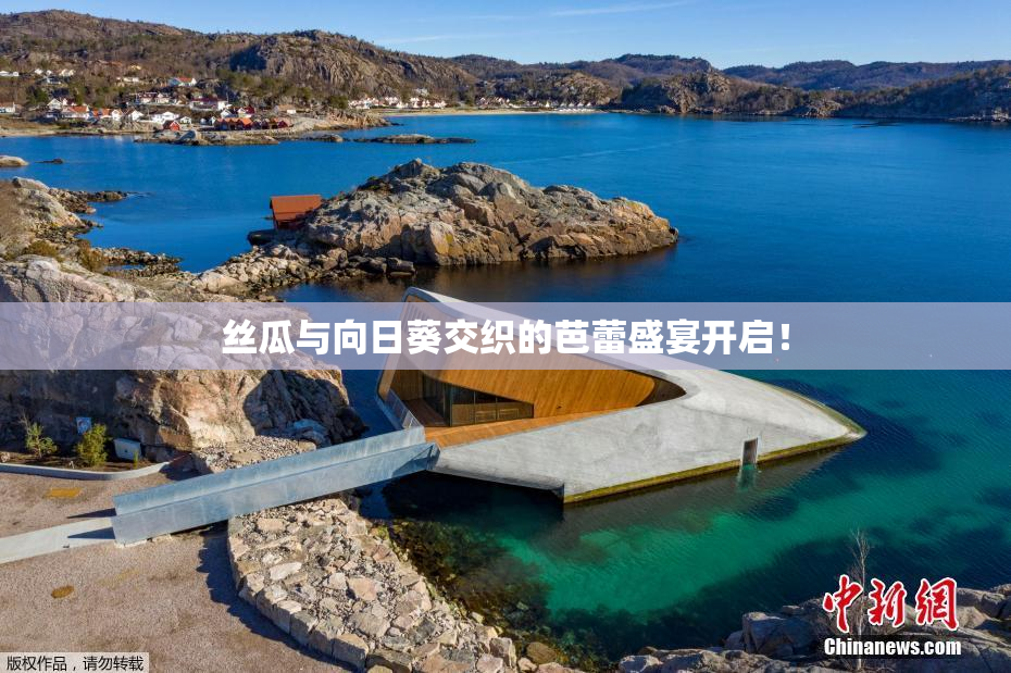 丝瓜与向日葵交织的芭蕾盛宴开启！