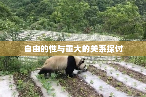 自由的性与重大的关系探讨