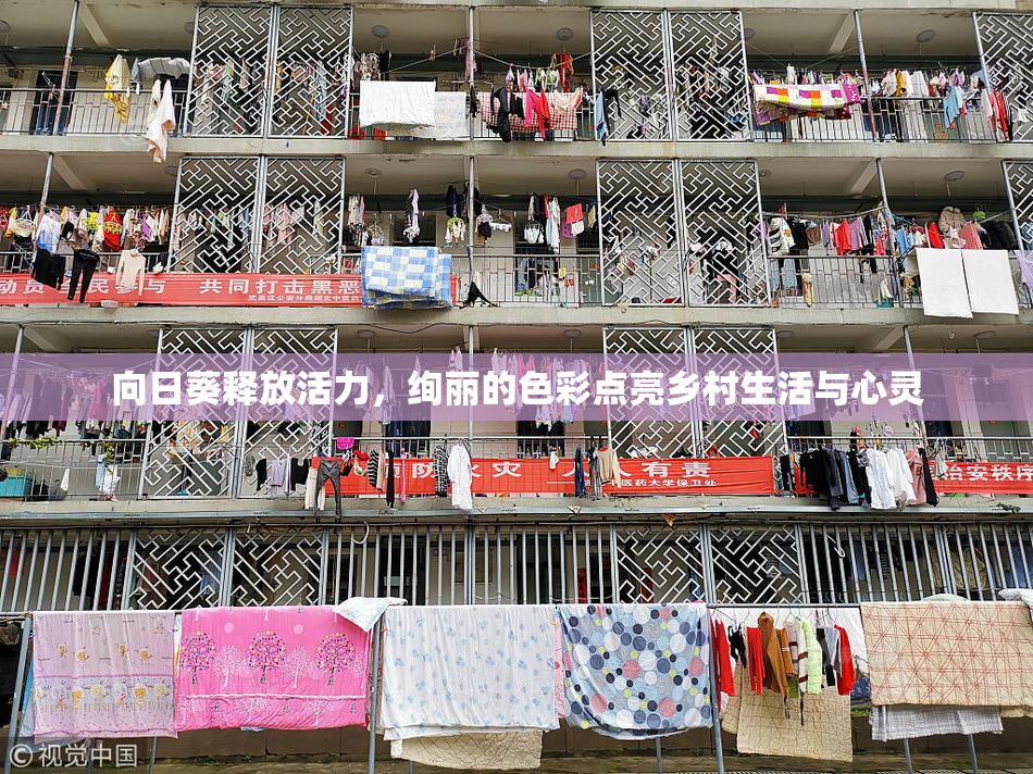 向日葵释放活力，绚丽的色彩点亮乡村生活与心灵