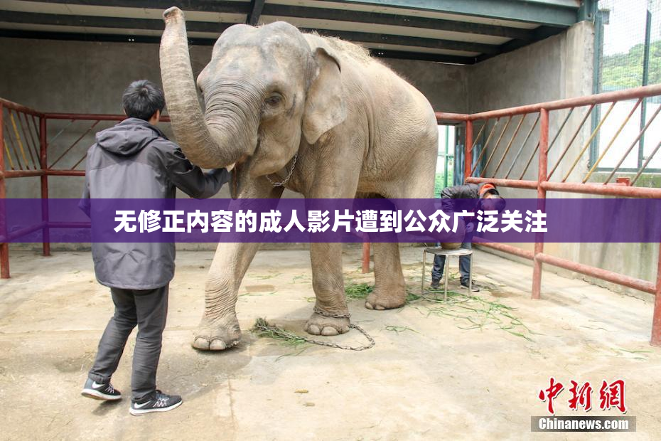 无修正内容的成人影片遭到公众广泛关注