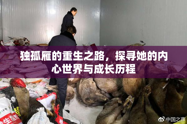 独孤雁的重生之路，探寻她的内心世界与成长历程