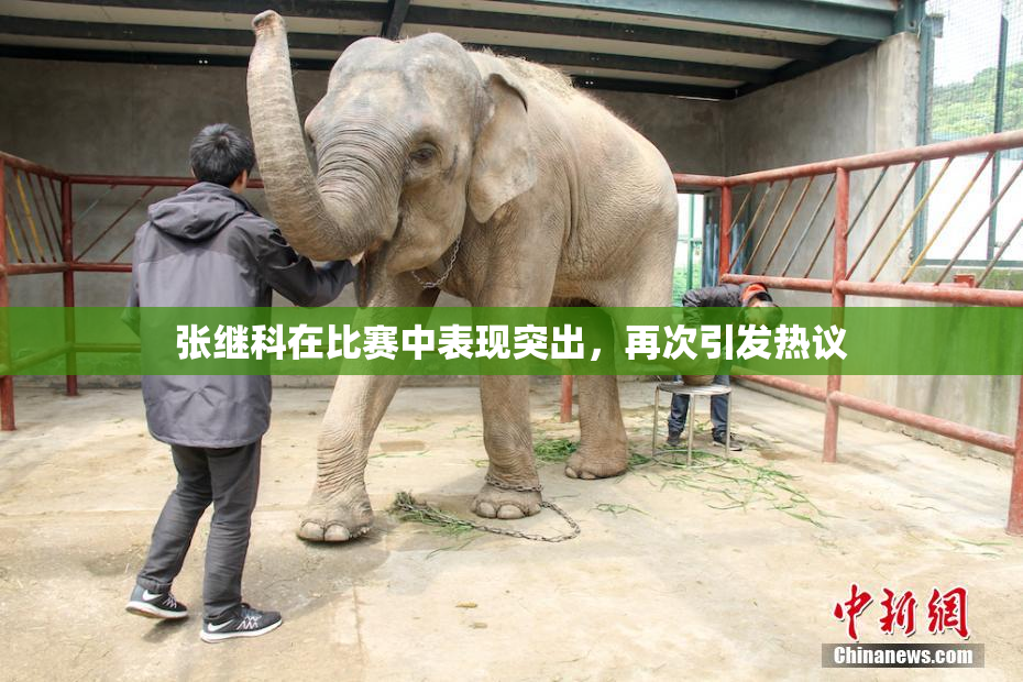 张继科在比赛中表现突出，再次引发热议