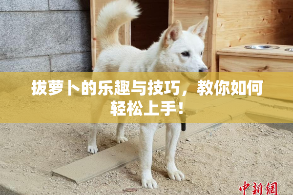 拔萝卜的乐趣与技巧，教你如何轻松上手！