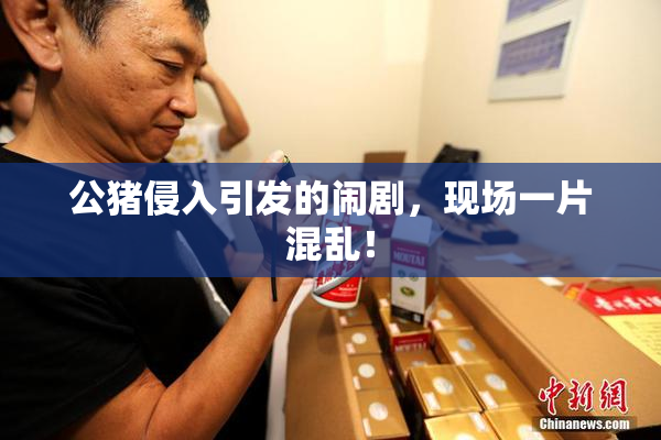 公猪侵入引发的闹剧，现场一片混乱！