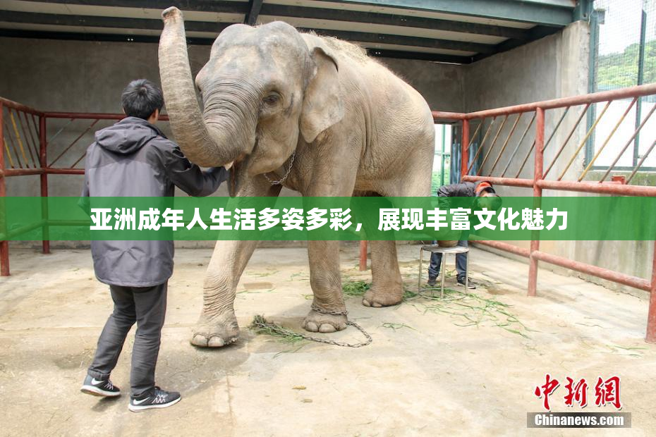 亚洲成年人生活多姿多彩，展现丰富文化魅力