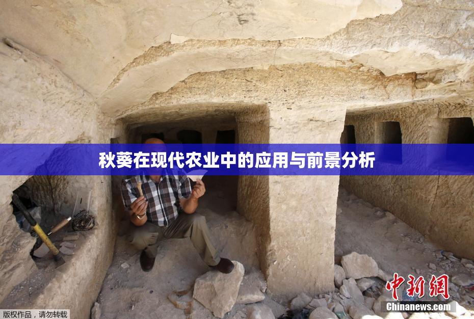 秋葵在现代农业中的应用与前景分析