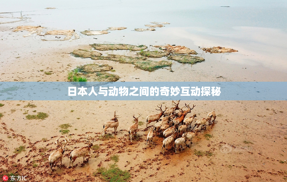 日本人与动物之间的奇妙互动探秘