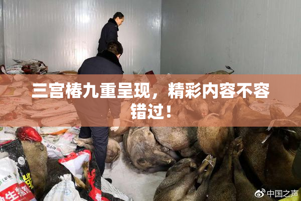 三宫椿九重呈现，精彩内容不容错过！