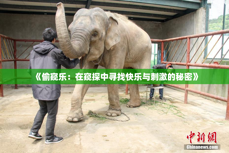 《偷窥乐：在窥探中寻找快乐与刺激的秘密》