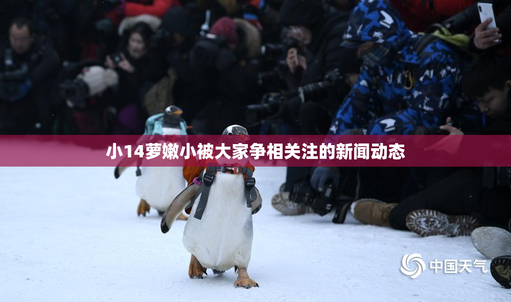 小14萝嫩小被大家争相关注的新闻动态