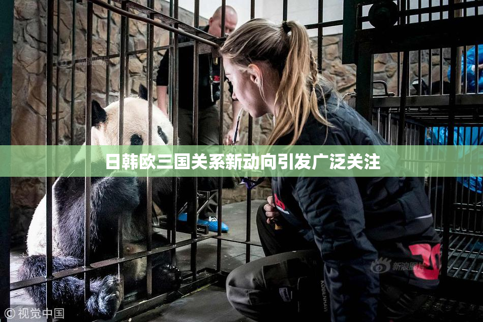 日韩欧三国关系新动向引发广泛关注