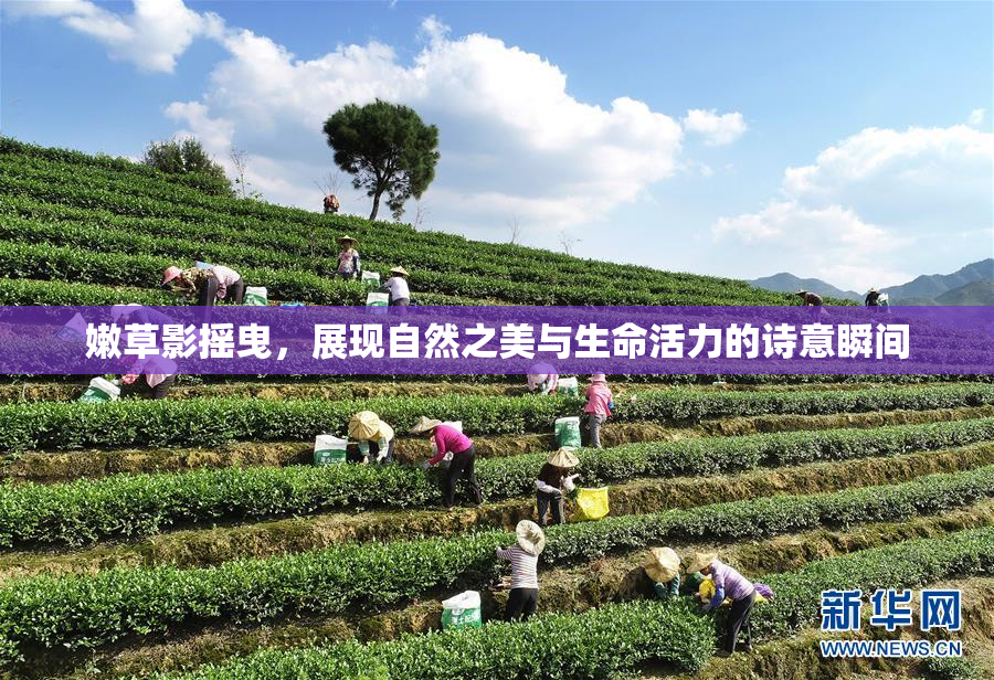嫩草影摇曳，展现自然之美与生命活力的诗意瞬间