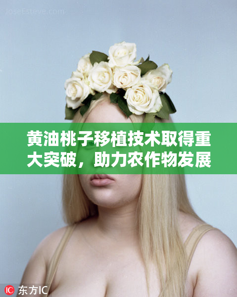 黄油桃子移植技术取得重大突破，助力农作物发展