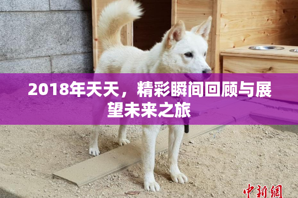 2018年天天，精彩瞬间回顾与展望未来之旅