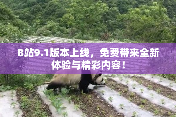 B站9.1版本上线，免费带来全新体验与精彩内容！