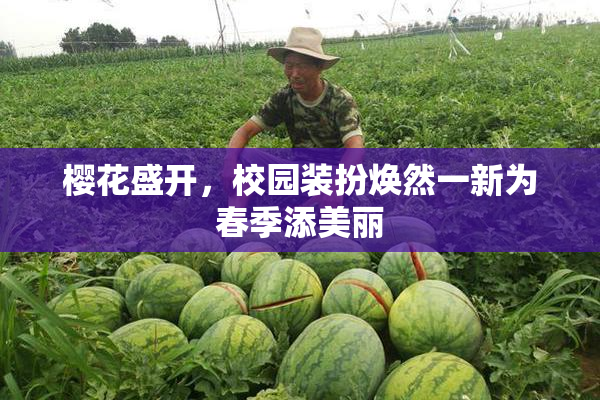 樱花盛开，校园装扮焕然一新为春季添美丽