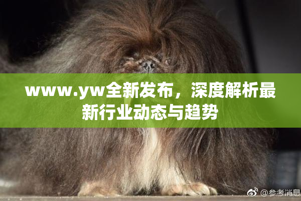 www.yw全新发布，深度解析最新行业动态与趋势
