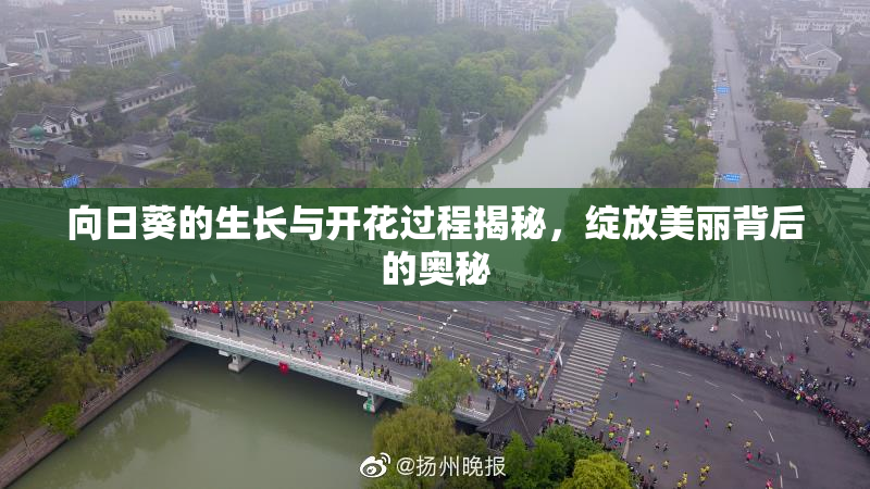 向日葵的生长与开花过程揭秘，绽放美丽背后的奥秘