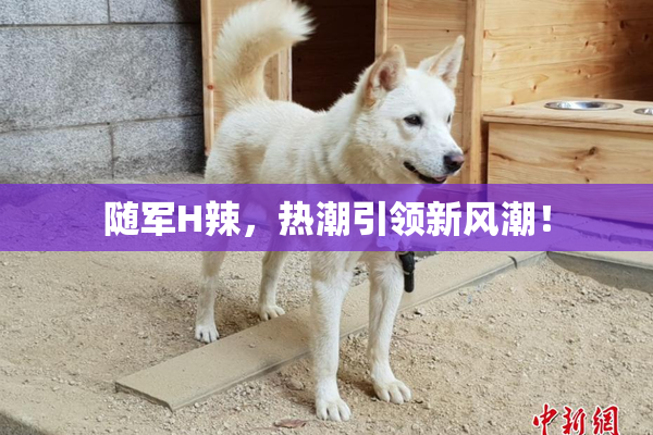 随军H辣，热潮引领新风潮！