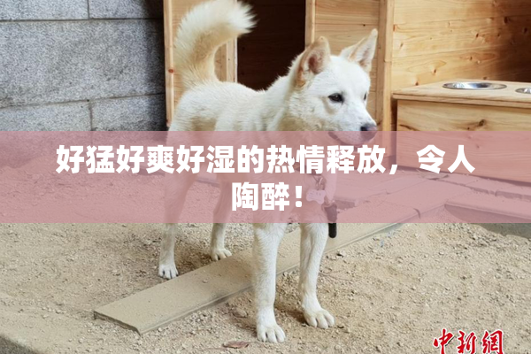 好猛好爽好湿的热情释放，令人陶醉！