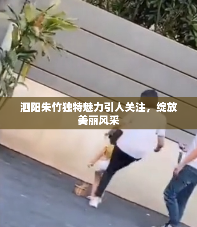泗阳朱竹独特魅力引人关注，绽放美丽风采