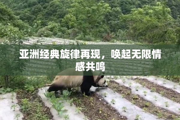 亚洲经典旋律再现，唤起无限情感共鸣