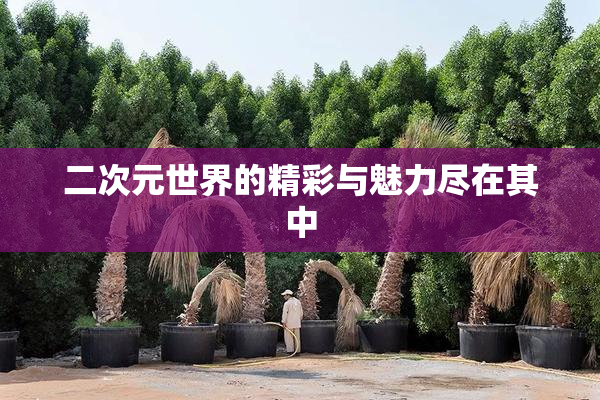 二次元世界的精彩与魅力尽在其中